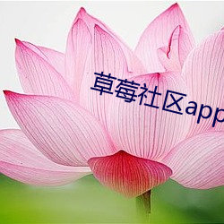 草莓社区app