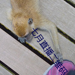 七(七)月直(直)播二(二)维码