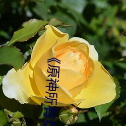 《原神所有女角色黄化网(網)站(站)之(之)美》:探寻游戏中的(的)视觉盛宴(宴)