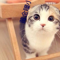 黄金瞳小(小)说