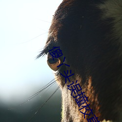 傻(shǎ)丫头误撞校草心