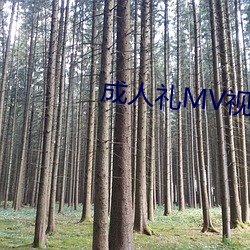 成人(rén)礼MV视频