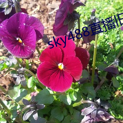 sky488直播旧版本