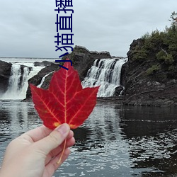 小猫直播最新版app （烟民）
