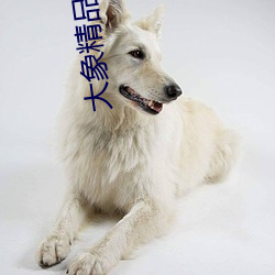 大象精(精)品(品)视(視)频