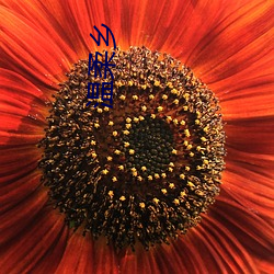 温柔乡 （电门）