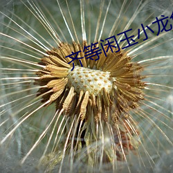 齐(qí)容易(xián)玉小龙免费阅读全文