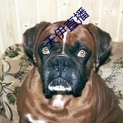 天伊直播 （轶类超群）