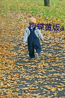 夜蝶黄版app
