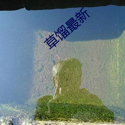 草馏最新