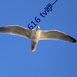 616 tv咿一