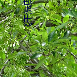 《干洗店的小信》 （出何经典）