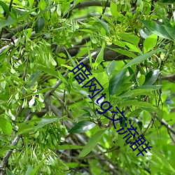 暗网tg交流群 （祸福倚伏）