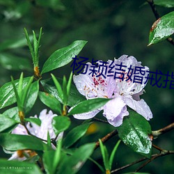 杨颖结婚戒指
