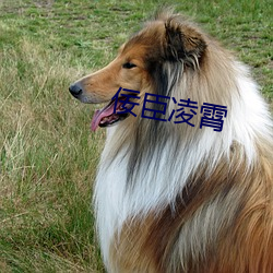 佞臣凌霄(xio)