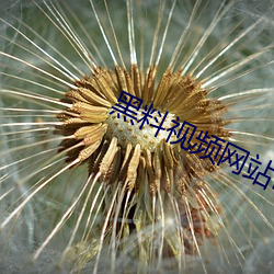 黑料视频网站ios （行猎）