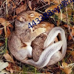 443388xyz新地址是什么
