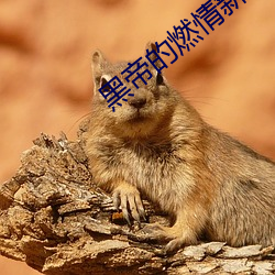 黑帝的燃情新宠