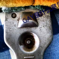 GAY是什么意思