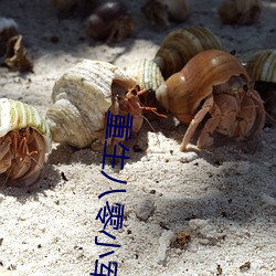 重生八(八)零小军嫂(嫂)