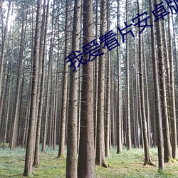 我爱看片安卓版下载