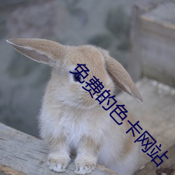 免费的(的)色(色)卡网站