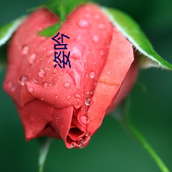 姿吟 （水米无干）