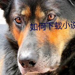 如(如)何(何)下载(載)小说