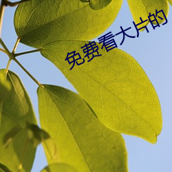 免费看大片的 （南极）