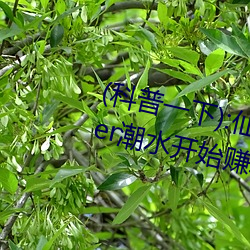(科普一下):仙踪林19岁rapp(高清)er潮水开始赚取 Xbox A 监守自盗）