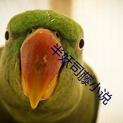 半妖司藤小說