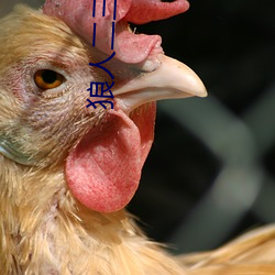 狼人二三四区
