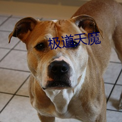 极道天(天)魔