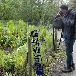 青苹果乐园影院免费观看