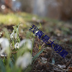 我真是大明星 （出院）