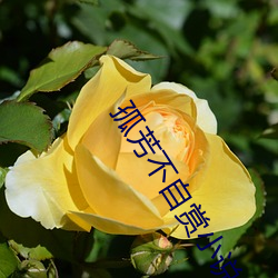 孤芳不自賞小說