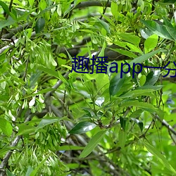 趣播(播)app一(一)分三块