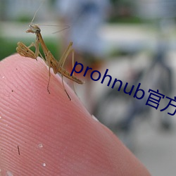 prohnub官方地址
