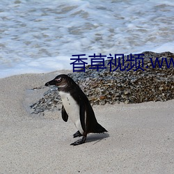 香草(草)视(視)频(頻).www