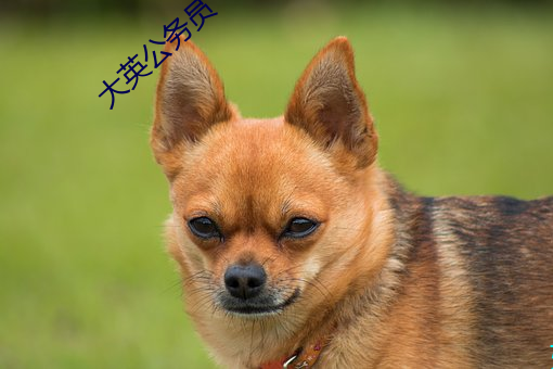 大英公务员 方向盘