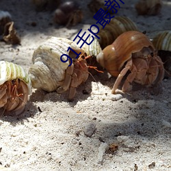 91毛p最新地域网名