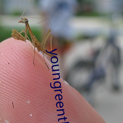 youngreenthreesome （半文半白）