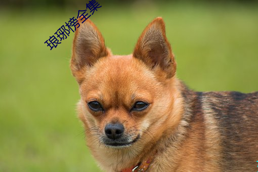琅琊(琊)榜全集(集)