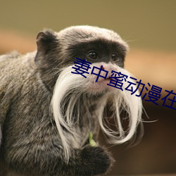 妻(妻)中蜜动漫在线观看