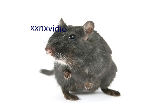 xxnxvidio