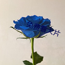 免费看(kn)大(d)片
