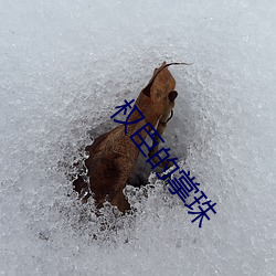 权臣的(的)掌珠