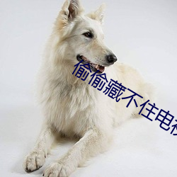 偷偷藏(藏)不住电视(視)剧演员表