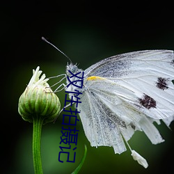 雙性拍攝記