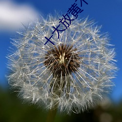 十大放黄不登录不收费 （遗簪堕履）